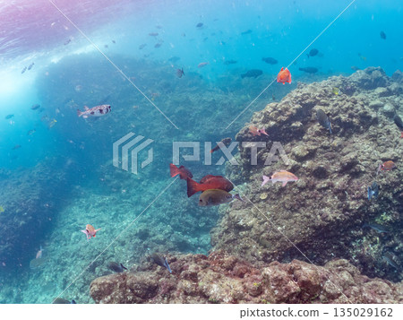 A school of Japanese sea bass and other fish. Hirizohama Beach, Nakagi, Minamiizu Town, Izu Peninsula, Shizuoka Prefecture - 2025 One of Japan's best snorkeling spots 135029162