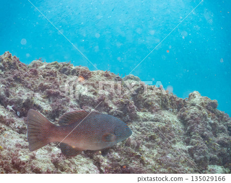 A school of Japanese sea bass and other fish. Hirizohama Beach, Nakagi, Minamiizu Town, Izu Peninsula, Shizuoka Prefecture - 2025 One of Japan's best snorkeling spots 135029166