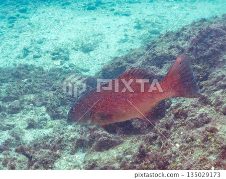 一群日本鱸魚和其他魚類。日本靜岡縣伊豆半島南伊豆町中木町的鱧濱海灘 - 2025，日本最佳浮潛地點之一。 135029173