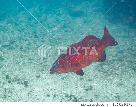 一群日本鱸魚和其他魚類。日本靜岡縣伊豆半島南伊豆町中木町的鱧濱海灘 - 2025,日本最佳浮潛地點之一。 一群日本鱸魚和其他魚類。日本靜岡縣伊豆半島南伊豆町中木町的鱧濱海灘 - 2025,日本最佳浮潛地點之一。 135029175