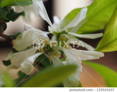 White flowers Rikyu plum White flowers Rikyu plum 135029207
