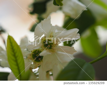 白花利休梅 白花利休梅 135029209