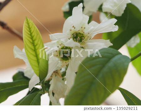 白花利休梅 白花利休梅 135029211