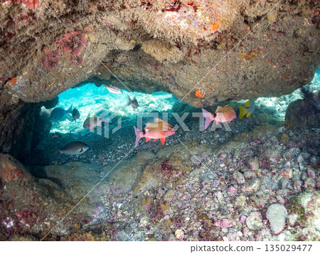 成群的鯛魚、琥珀魚、鱘魚和其他魚類。靜岡縣伊豆半島南伊豆町中木町平枝濱 - 2025 135029477