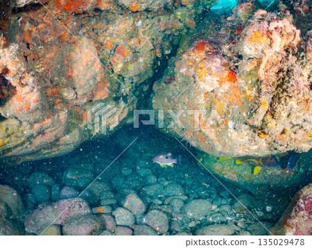 成群的鯛魚、琥珀魚、鱘魚和其他魚類。靜岡縣伊豆半島南伊豆町中木町平枝濱 - 2025 135029478
