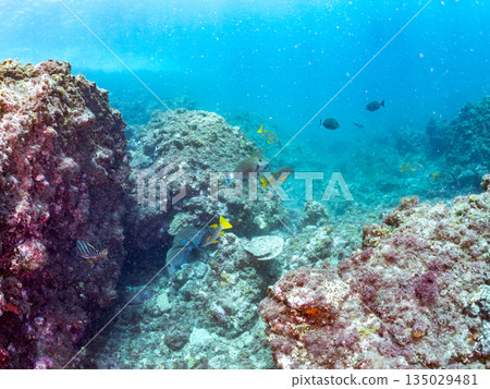成群的鯛魚、琥珀魚、鱘魚和其他魚類。靜岡縣伊豆半島南伊豆町中木町平枝濱 - 2025 135029481