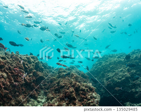 成群的鯛魚、琥珀魚、鱘魚和其他魚類。靜岡縣伊豆半島南伊豆町中木町平枝濱 - 2025 成群的鯛魚、琥珀魚、鱘魚和其他魚類。靜岡縣伊豆半島南伊豆町中木町平枝濱 - 2025 135029485