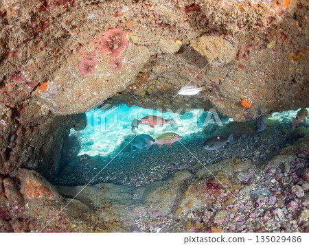 成群的鯛魚、琥珀魚、鱘魚和其他魚類。靜岡縣伊豆半島南伊豆町中木町平枝濱 - 2025 135029486