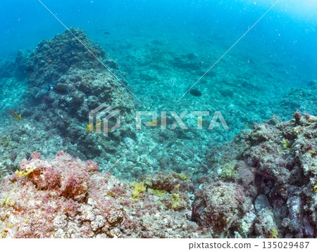 成群的鯛魚、琥珀魚、鱘魚和其他魚類。靜岡縣伊豆半島南伊豆町中木町平枝濱 - 2025 成群的鯛魚、琥珀魚、鱘魚和其他魚類。靜岡縣伊豆半島南伊豆町中木町平枝濱 - 2025 135029487