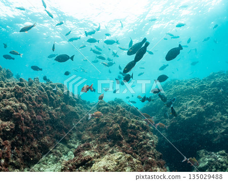 成群的鯛魚、琥珀魚、鱘魚和其他魚類。靜岡縣伊豆半島南伊豆町中木町平枝濱 - 2025 135029488