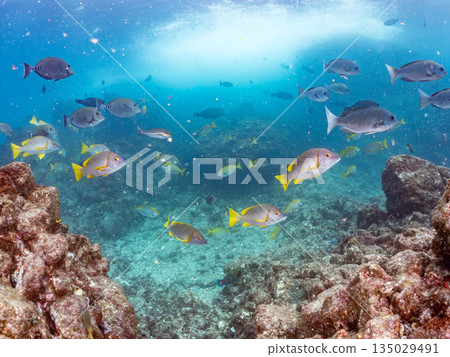 Schools of snapper, amberjack, stingray, and other fish. Hirizohama, Nakagi, Minamiizu Town, Izu Peninsula, Shizuoka Prefecture - 2025 Schools of snapper, amberjack, stingray, and other fish. Hirizohama, Nakagi, Minamiizu Town, Izu Peninsula, Shizuoka Prefecture - 2025 135029491