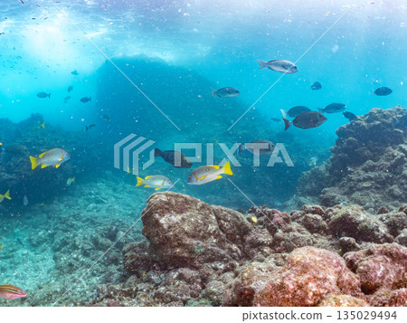 成群的鯛魚、琥珀魚、鱘魚和其他魚類。靜岡縣伊豆半島南伊豆町中木町平枝濱 - 2025 135029494