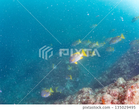 Schools of snapper, amberjack, stingray, and other fish. Hirizohama, Nakagi, Minamiizu Town, Izu Peninsula, Shizuoka Prefecture - 2025 Schools of snapper, amberjack, stingray, and other fish. Hirizohama, Nakagi, Minamiizu Town, Izu Peninsula, Shizuoka Prefecture - 2025 135029495