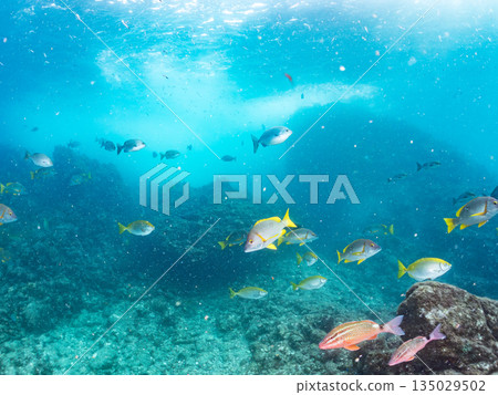 成群的鯛魚、琥珀魚、鱘魚和其他魚類。靜岡縣伊豆半島南伊豆町中木町平枝濱 - 2025 135029502
