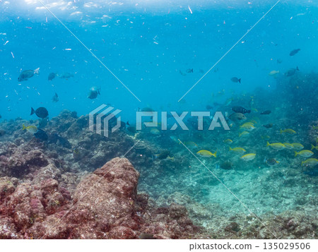 成群的鯛魚、琥珀魚、鱘魚和其他魚類。靜岡縣伊豆半島南伊豆町中木町平枝濱 - 2025 135029506