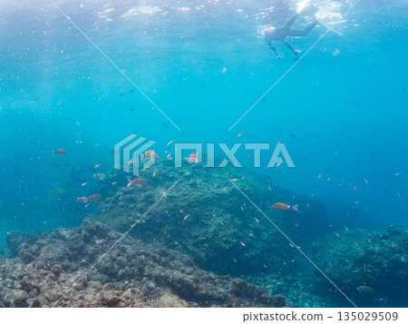 成群的鯛魚、琥珀魚、鱘魚和其他魚類。靜岡縣伊豆半島南伊豆町中木町平枝濱 - 2025 135029509