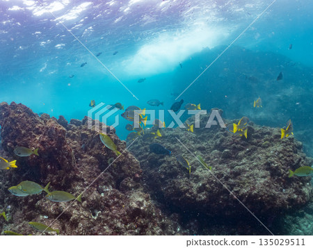 成群的鯛魚、琥珀魚、鱘魚和其他魚類。靜岡縣伊豆半島南伊豆町中木町平枝濱 - 2025 135029511
