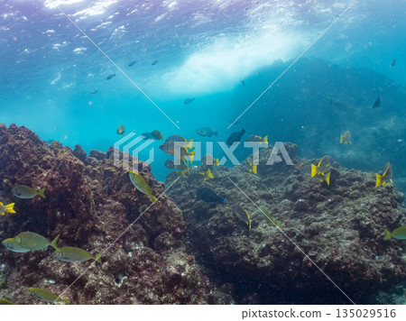 成群的鯛魚、琥珀魚、鱘魚和其他魚類。靜岡縣伊豆半島南伊豆町中木町平枝濱 - 2025 135029516