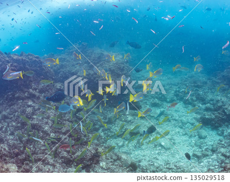 Schools of snapper, amberjack, stingray, and other fish. Hirizohama, Nakagi, Minamiizu Town, Izu Peninsula, Shizuoka Prefecture - 2025 135029518