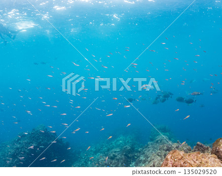 成群的鯛魚、琥珀魚、鱘魚和其他魚類。靜岡縣伊豆半島南伊豆町中木町平枝濱 - 2025 135029520