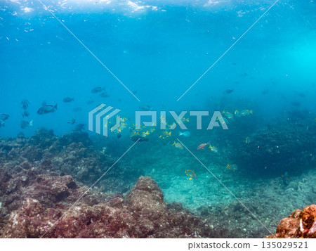 成群的鯛魚、琥珀魚、鱘魚和其他魚類。靜岡縣伊豆半島南伊豆町中木町平枝濱 - 2025 135029521