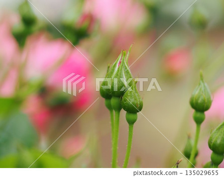 Pink climbing rose Angela bud Pink climbing rose Angela bud 135029655