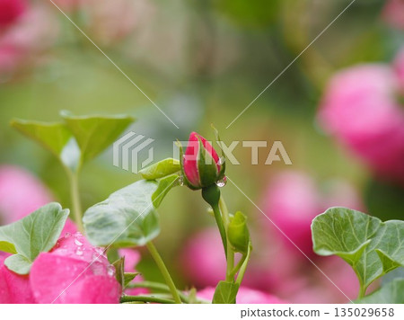 Pink climbing rose Angela bud Pink climbing rose Angela bud 135029658
