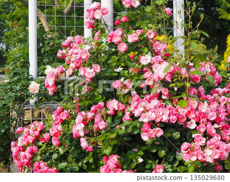 Pink climbing rose Angela Pink climbing rose Angela 135029680