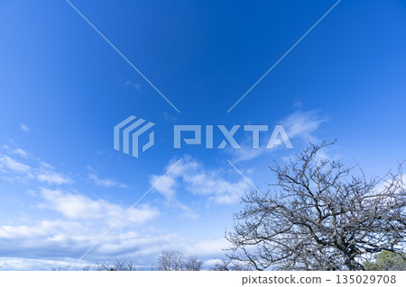 冬日的天空、雲彩和樹木 冬日的天空、雲彩和樹木 135029708