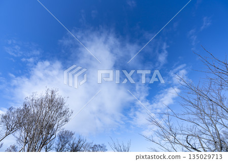 冬日的天空、雲彩和樹木 冬日的天空、雲彩和樹木 135029713