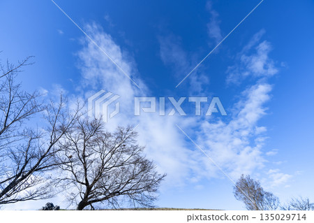 冬日的天空、雲彩和樹木 135029714