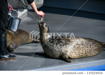 餵食斑海豹 135029938