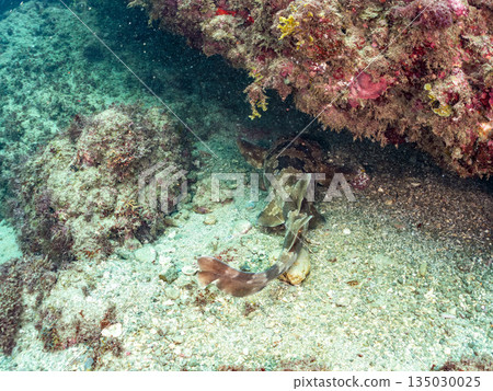 底棲鯊魚、隆頭魚（真鯊科）等。地址：靜岡縣伊豆半島中木市南伊豆町平枝濱 - 2025。日本最佳觀魚地點之一。 135030025