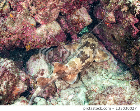 Bottom-dwelling sharks, wrasse (Carcharhinidae), etc. Hirizohama, Minamiizu-cho, Nakagi, Izu Peninsula, Shizuoka Prefecture - 2025 One of the best in Japan Bottom-dwelling sharks, wrasse (Carcharhinidae), etc. Hirizohama, Minamiizu-cho, Nakagi, Izu Peninsula, Shizuoka Prefecture - 2025 One of the best in Japan 135030027