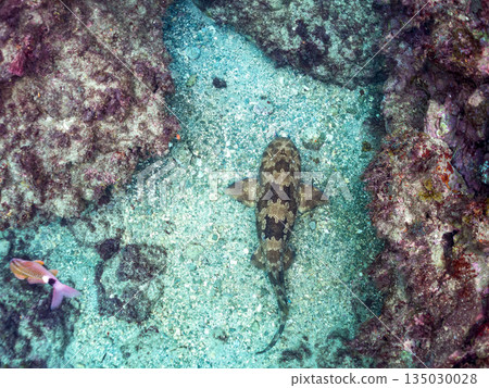 Bottom-dwelling sharks, wrasse (Carcharhinidae), etc. Hirizohama, Minamiizu-cho, Nakagi, Izu Peninsula, Shizuoka Prefecture - 2025 One of the best in Japan 135030028