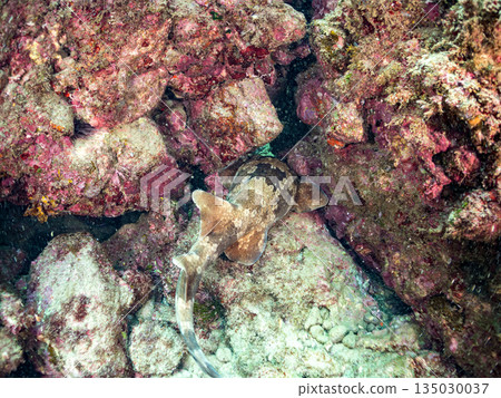 Bottom-dwelling sharks, wrasse (Carcharhinidae), etc. Hirizohama, Minamiizu-cho, Nakagi, Izu Peninsula, Shizuoka Prefecture - 2025 One of the best in Japan 135030037