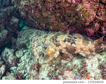 Bottom-dwelling sharks, wrasse (Carcharhinidae), etc. Hirizohama, Minamiizu-cho, Nakagi, Izu Peninsula, Shizuoka Prefecture - 2025 One of the best in Japan Bottom-dwelling sharks, wrasse (Carcharhinidae), etc. Hirizohama, Minamiizu-cho, Nakagi, Izu Peninsula, Shizuoka Prefecture - 2025 One of the best in Japan 135030038