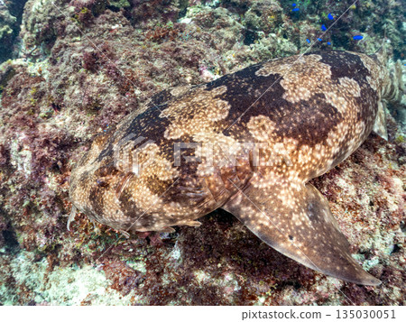 底棲鯊魚、隆頭魚(真鯊科)等。地址:靜岡縣伊豆半島中木市南伊豆町平枝濱 - 2025。日本最佳觀魚地點之一。 底棲鯊魚、隆頭魚(真鯊科)等。地址:靜岡縣伊豆半島中木市南伊豆町平枝濱 - 2025。日本最佳觀魚地點之一。 135030051