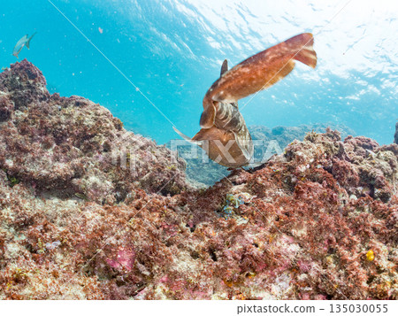 Bottom-dwelling sharks, wrasse (Carcharhinidae), etc. Hirizohama, Minamiizu-cho, Nakagi, Izu Peninsula, Shizuoka Prefecture - 2025 One of the best in Japan 135030055