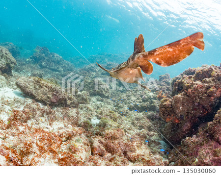底棲鯊魚、隆頭魚(真鯊科)等。地址:靜岡縣伊豆半島中木市南伊豆町平枝濱 - 2025。日本最佳觀魚地點之一。 底棲鯊魚、隆頭魚(真鯊科)等。地址:靜岡縣伊豆半島中木市南伊豆町平枝濱 - 2025。日本最佳觀魚地點之一。 135030060