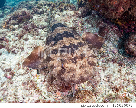 Bottom-dwelling sharks, wrasse (Carcharhinidae), etc. Hirizohama, Minamiizu-cho, Nakagi, Izu Peninsula, Shizuoka Prefecture - 2025 One of the best in Japan Bottom-dwelling sharks, wrasse (Carcharhinidae), etc. Hirizohama, Minamiizu-cho, Nakagi, Izu Peninsula, Shizuoka Prefecture - 2025 One of the best in Japan 135030073