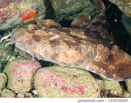 Bottom-dwelling sharks, wrasse (Carcharhinidae), etc. Hirizohama, Minamiizu-cho, Nakagi, Izu Peninsula, Shizuoka Prefecture - 2025 One of the best in Japan Bottom-dwelling sharks, wrasse (Carcharhinidae), etc. Hirizohama, Minamiizu-cho, Nakagi, Izu Peninsula, Shizuoka Prefecture - 2025 One of the best in Japan 135030085