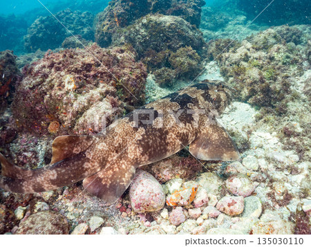 Bottom-dwelling sharks, wrasse (Carcharhinidae), etc. Hirizohama, Minamiizu-cho, Nakagi, Izu Peninsula, Shizuoka Prefecture - 2025 One of the best in Japan Bottom-dwelling sharks, wrasse (Carcharhinidae), etc. Hirizohama, Minamiizu-cho, Nakagi, Izu Peninsula, Shizuoka Prefecture - 2025 One of the best in Japan 135030110