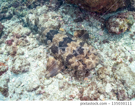 Bottom-dwelling sharks, wrasse (Carcharhinidae), etc. Hirizohama, Minamiizu-cho, Nakagi, Izu Peninsula, Shizuoka Prefecture - 2025 One of the best in Japan 135030111