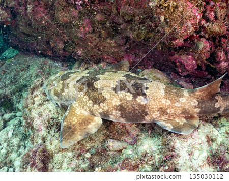 Bottom-dwelling sharks, wrasse (Carcharhinidae), etc. Hirizohama, Minamiizu-cho, Nakagi, Izu Peninsula, Shizuoka Prefecture - 2025 One of the best in Japan Bottom-dwelling sharks, wrasse (Carcharhinidae), etc. Hirizohama, Minamiizu-cho, Nakagi, Izu Peninsula, Shizuoka Prefecture - 2025 One of the best in Japan 135030112