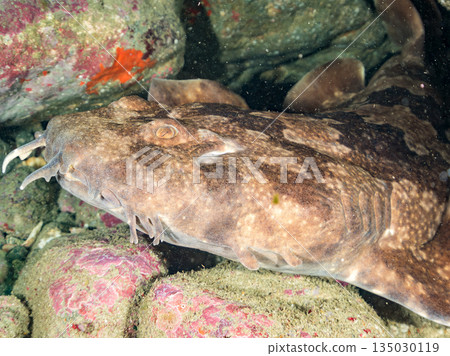 底棲鯊魚、隆頭魚（真鯊科）等。地址：靜岡縣伊豆半島中木市南伊豆町平枝濱 - 2025。日本最佳觀魚地點之一。 135030119