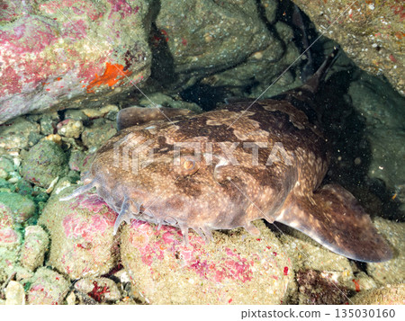 Bottom-dwelling sharks, wrasse (Carcharhinidae), etc. Hirizohama, Minamiizu-cho, Nakagi, Izu Peninsula, Shizuoka Prefecture - 2025 One of the best in Japan 135030160