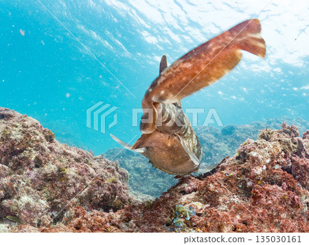 Bottom-dwelling sharks, wrasse (Carcharhinidae), etc. Hirizohama, Minamiizu-cho, Nakagi, Izu Peninsula, Shizuoka Prefecture - 2025 One of the best in Japan 135030161