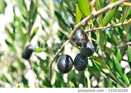 Ripe olives (winter, January) Ripe olives (winter, January) 135030200