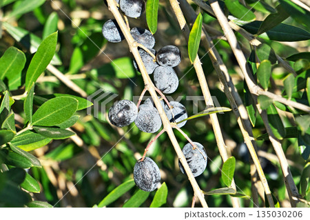 Ripe olives (winter, January) 135030206